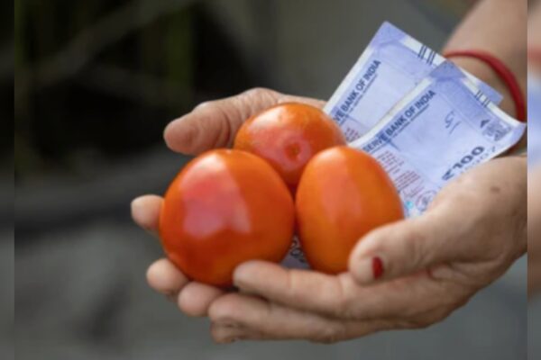 Tomato prices drop by more than 22% as supply improves – Times of India